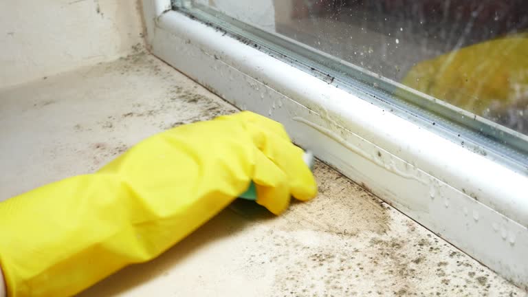 Environmental Consulting for Mold Prevention in Troy, MO